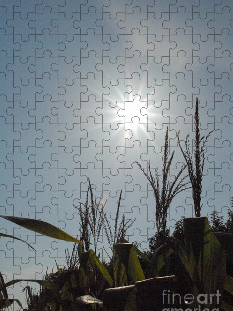 Sunlight Over Cornfield - Puzzle