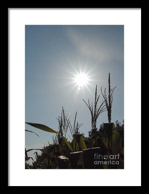 Sunlight Over Cornfield - Framed Print