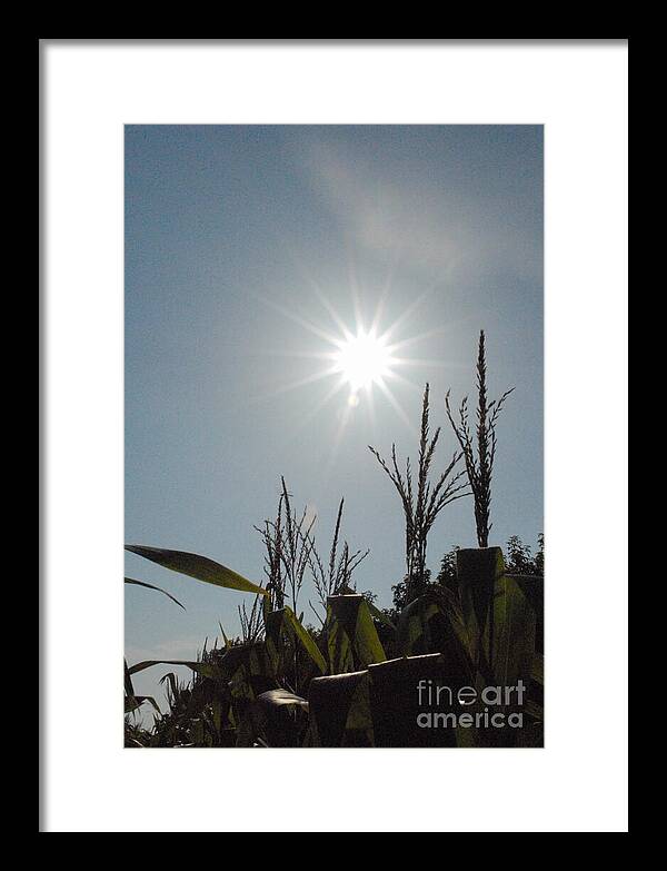 Sunlight Over Cornfield - Framed Print