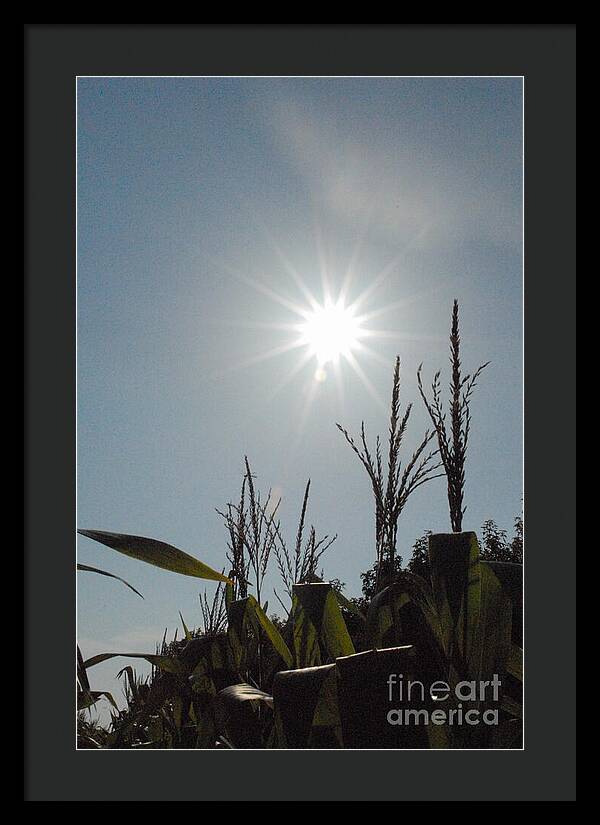 Sunlight Over Cornfield - Framed Print