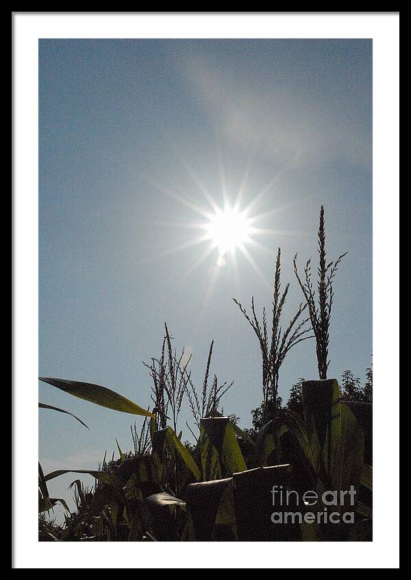 Sunlight Over Cornfield - Framed Print