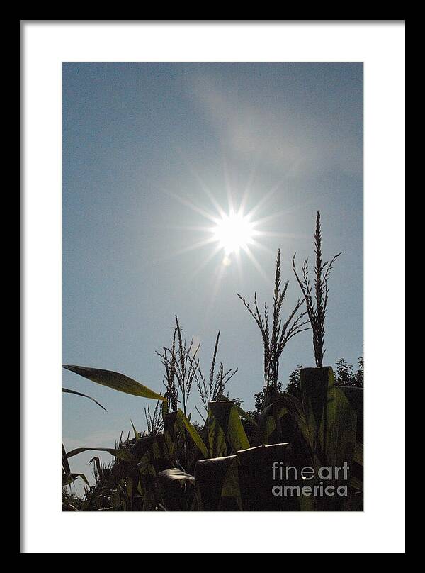 Sunlight Over Cornfield - Framed Print