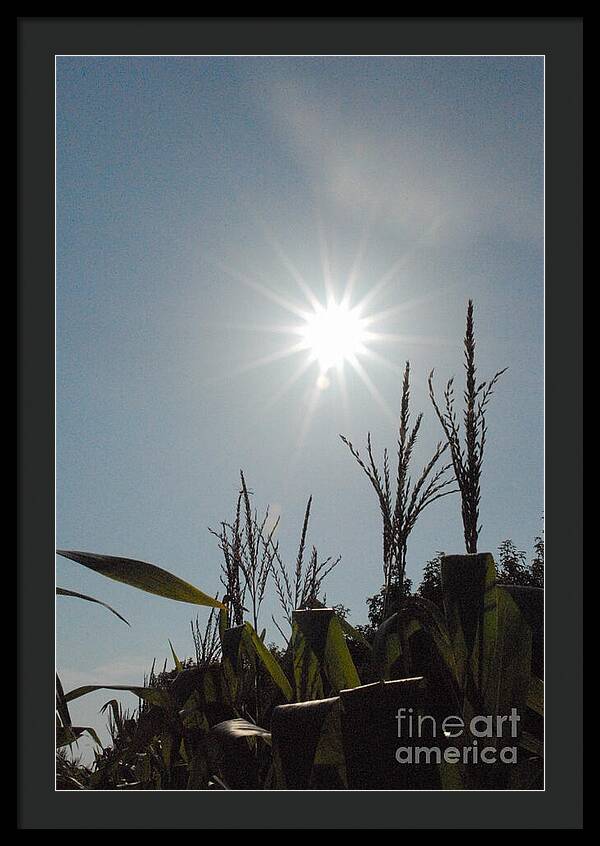 Sunlight Over Cornfield - Framed Print