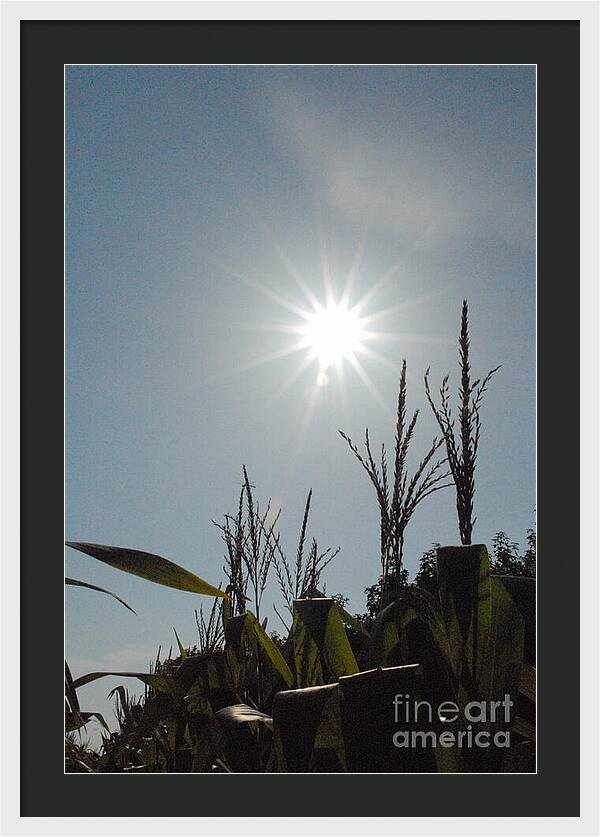Sunlight Over Cornfield - Framed Print