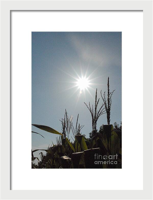 Sunlight Over Cornfield - Framed Print