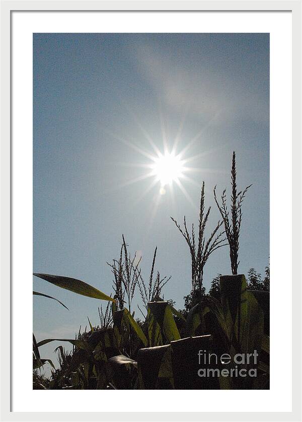 Sunlight Over Cornfield - Framed Print