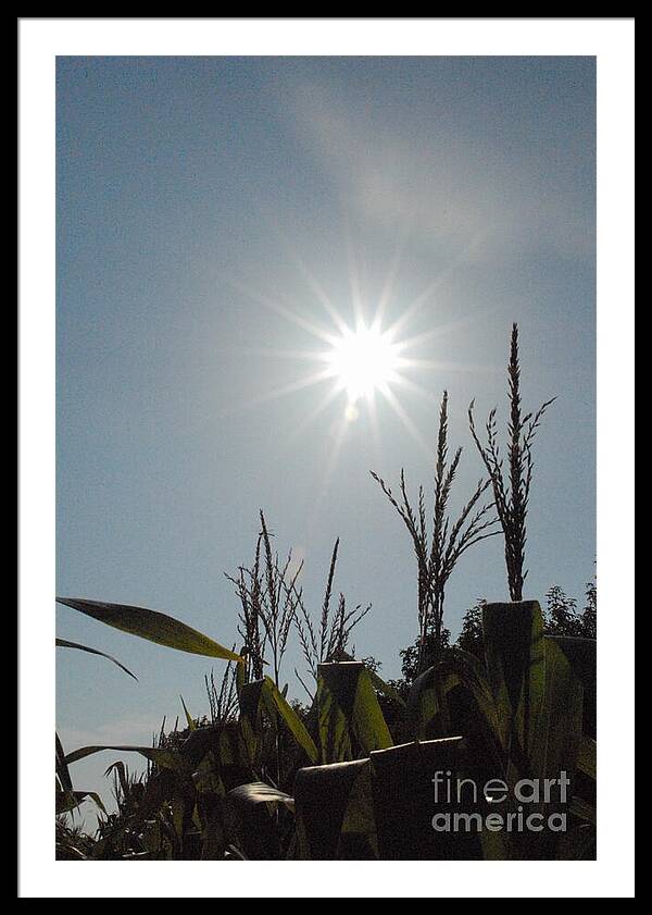 Sunlight Over Cornfield - Framed Print