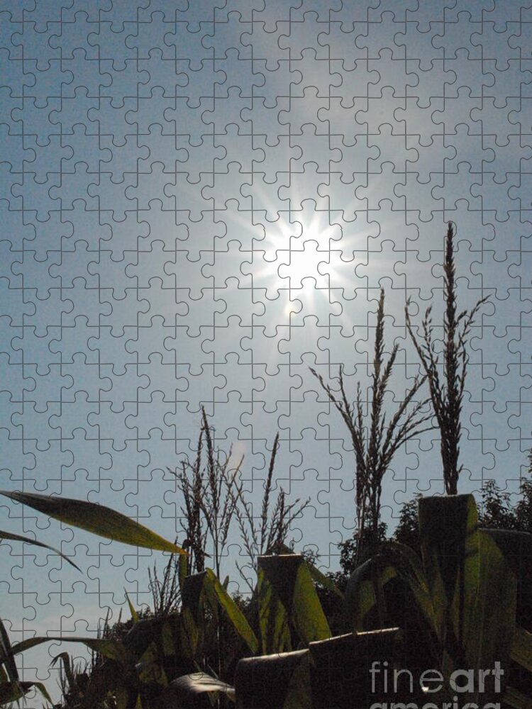 Sunlight Over Cornfield - Puzzle