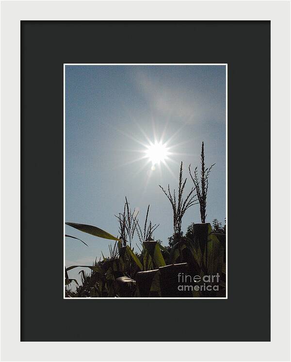 Sunlight Over Cornfield - Framed Print