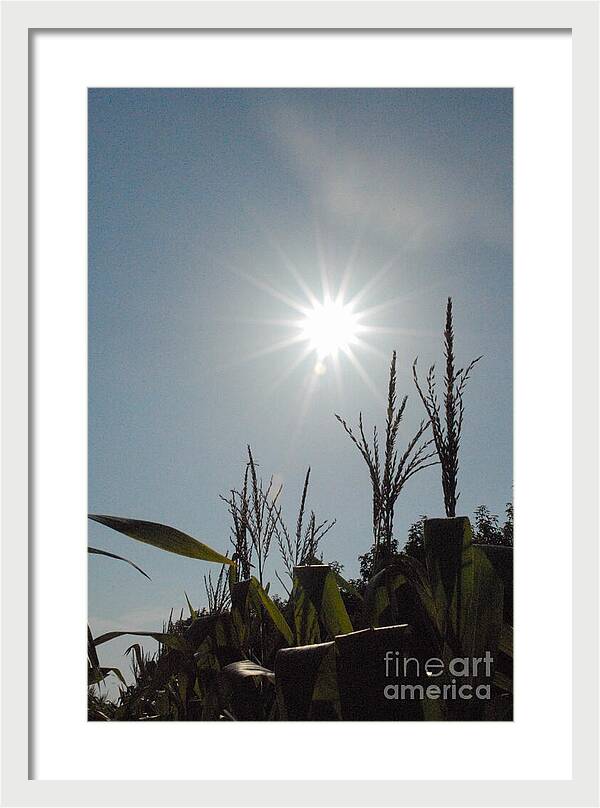 Sunlight Over Cornfield - Framed Print