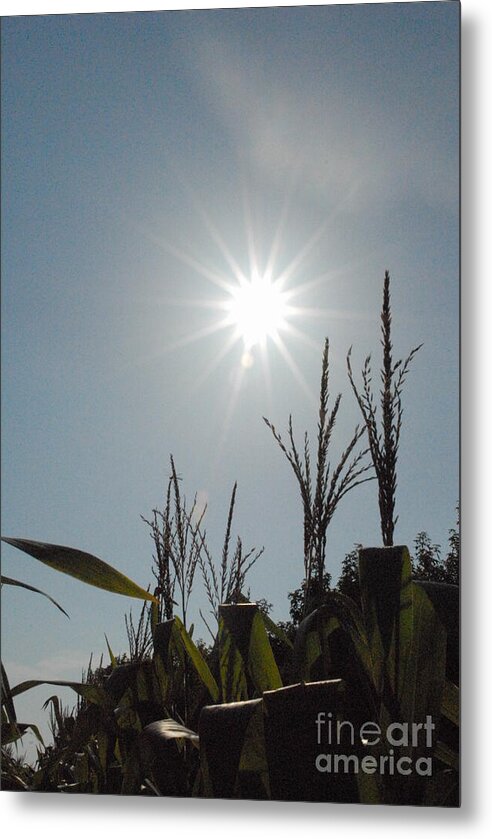 Sunlight Over Cornfield - Metal Print