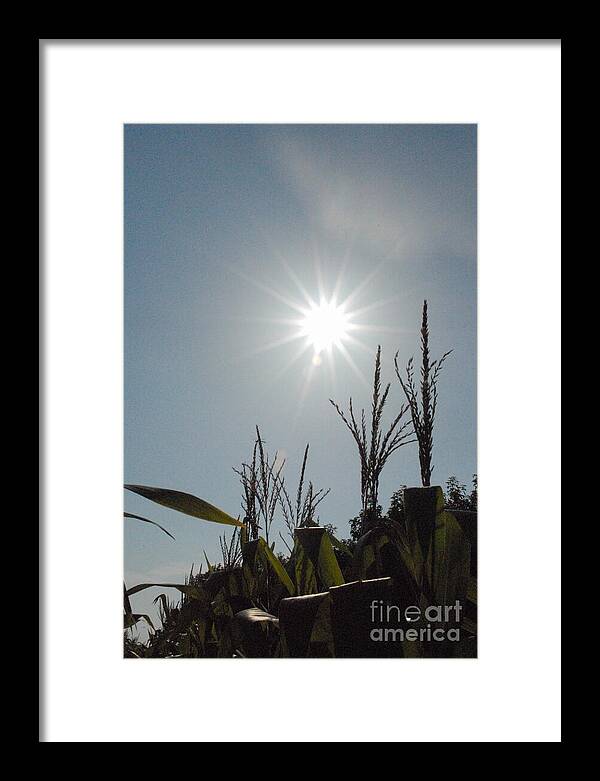 Sunlight Over Cornfield - Framed Print
