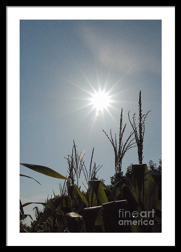 Sunlight Over Cornfield - Framed Print