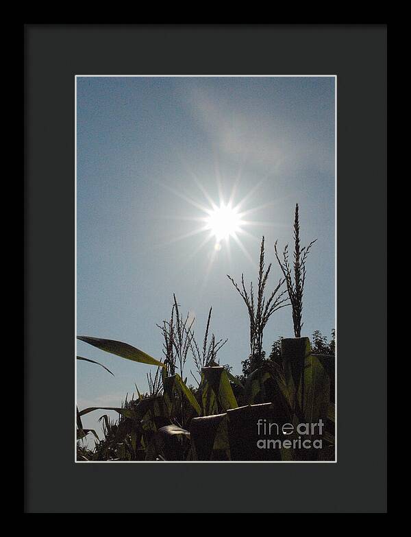 Sunlight Over Cornfield - Framed Print
