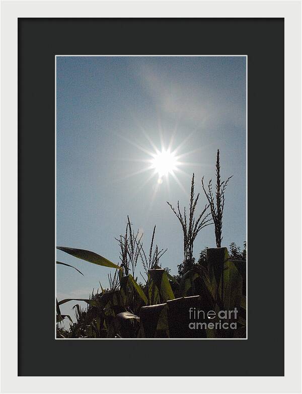 Sunlight Over Cornfield - Framed Print