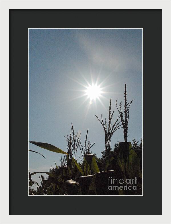 Sunlight Over Cornfield - Framed Print