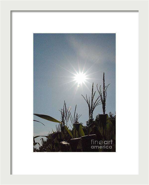 Sunlight Over Cornfield - Framed Print
