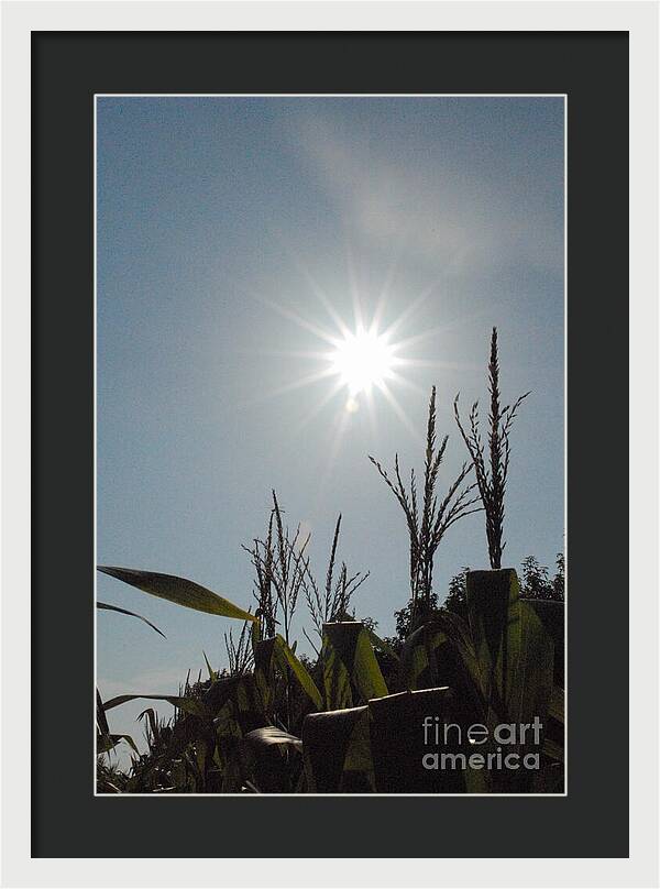 Sunlight Over Cornfield - Framed Print