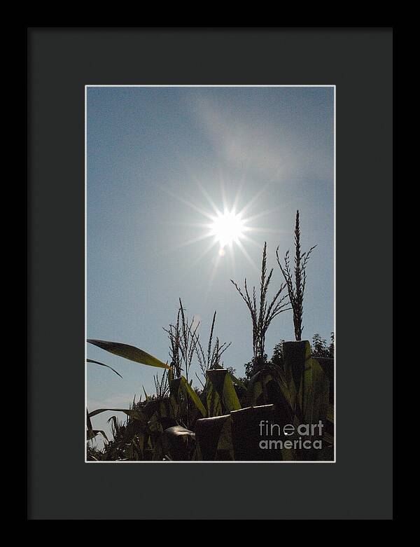 Sunlight Over Cornfield - Framed Print