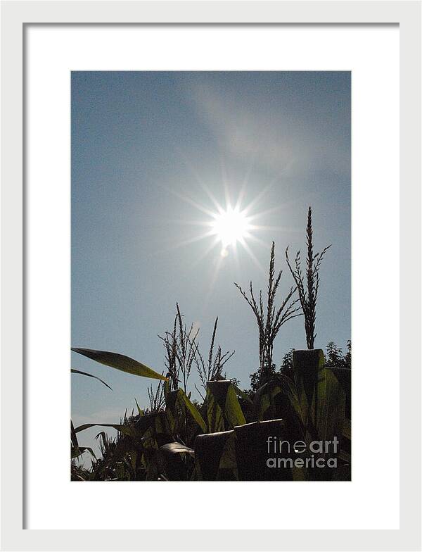 Sunlight Over Cornfield - Framed Print