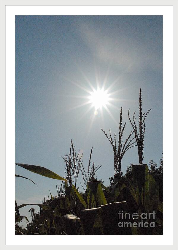 Sunlight Over Cornfield - Framed Print