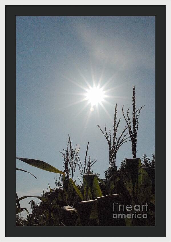 Sunlight Over Cornfield - Framed Print
