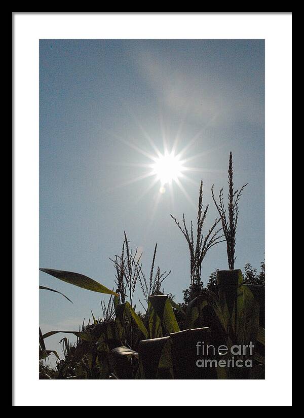 Sunlight Over Cornfield - Framed Print