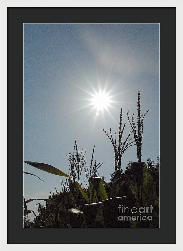 Sunlight Over Cornfield - Framed Print