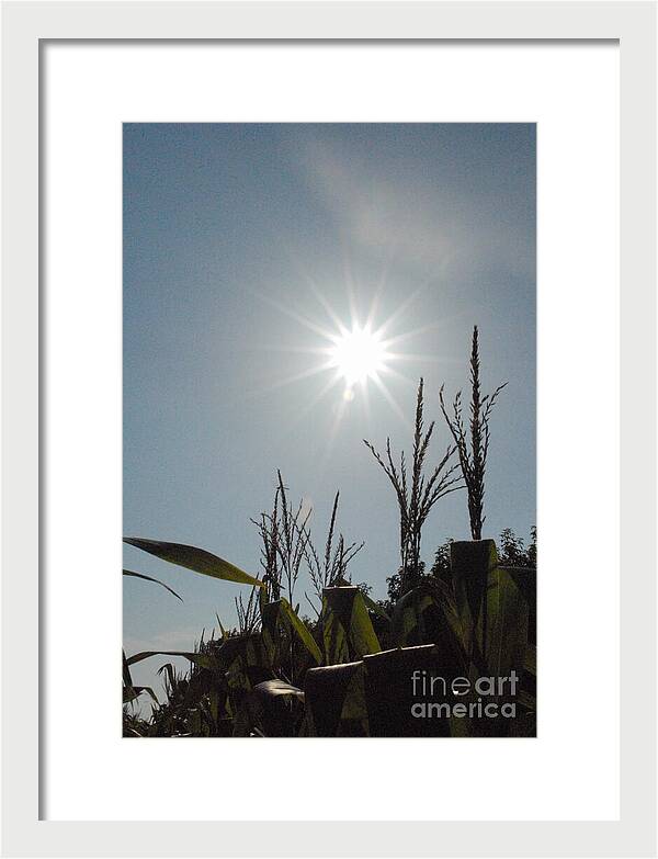 Sunlight Over Cornfield - Framed Print