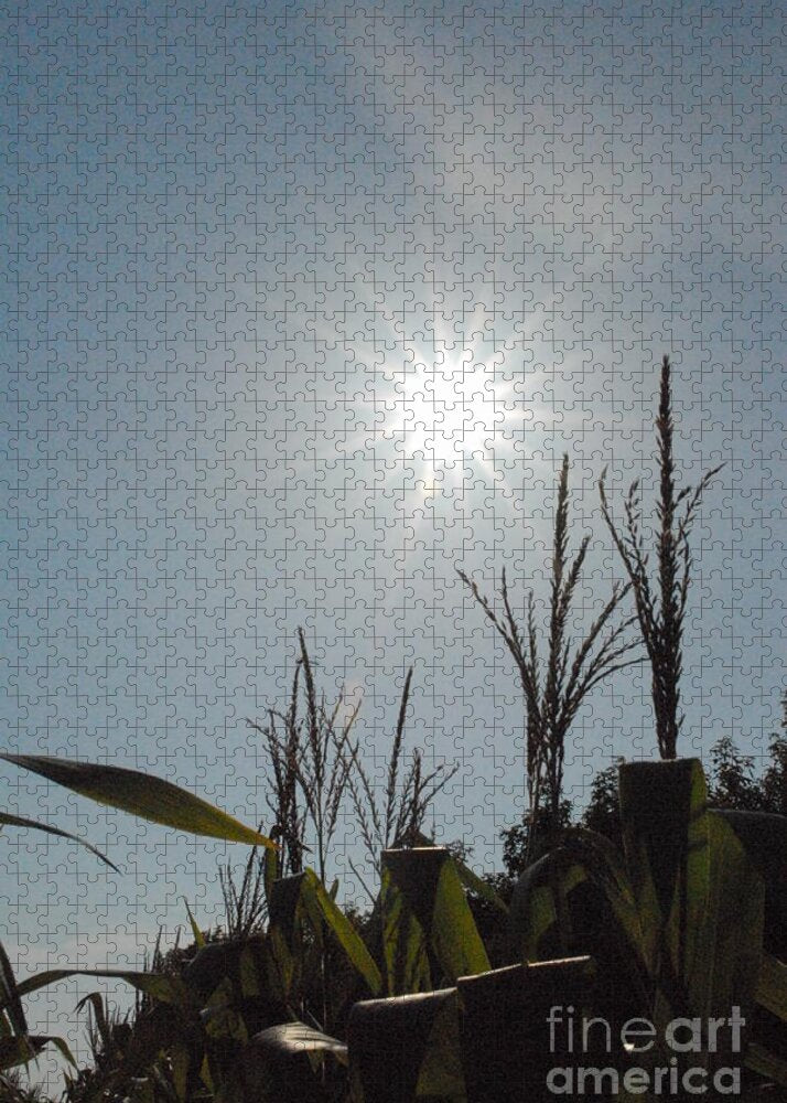 Sunlight Over Cornfield - Puzzle