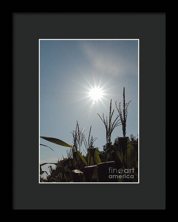 Sunlight Over Cornfield - Framed Print