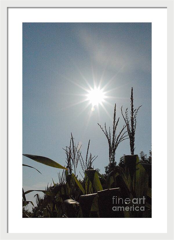 Sunlight Over Cornfield - Framed Print