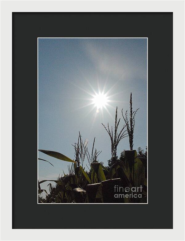 Sunlight Over Cornfield - Framed Print