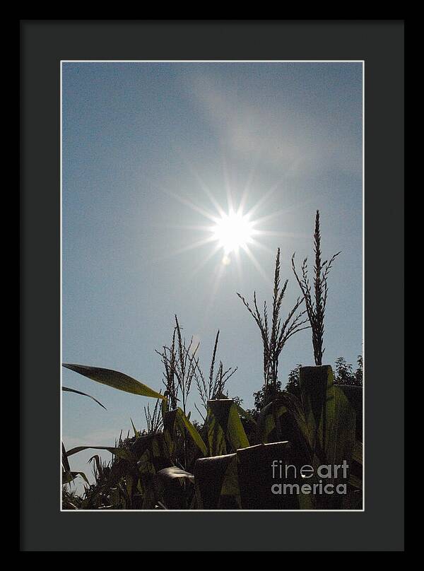 Sunlight Over Cornfield - Framed Print