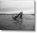 Upside Down Swimmers in the Sea - Metal Print